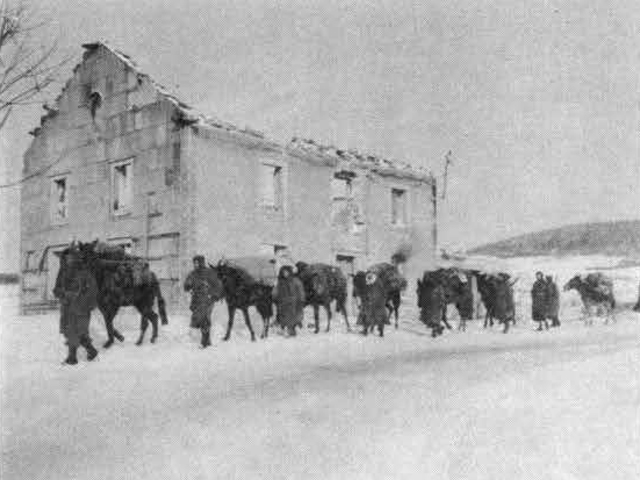 Plainfang 1944 - U.S. 3rd Infantry Division Photography WWII